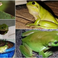 FROG COLLAGE