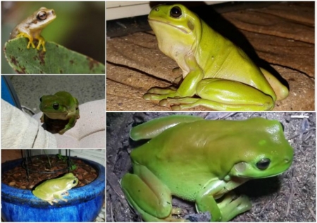 FROG COLLAGE