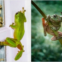 FROG COLLAGE