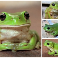 FROG COLLAGE