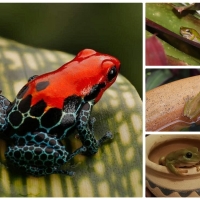 FROG COLLAGE