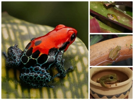 Comments on FROG COLLAGE - Frogs Wallpaper ID 2567442 - Desktop Nexus ...