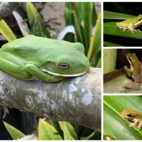 FROG COLLAGE