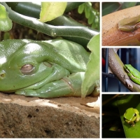 FROG COLLAGE