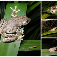 FROG COLLAGE