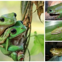 FROG COLLAGE