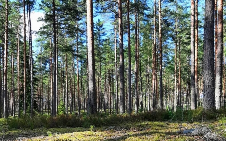 Forest in Latvia - Latvia, trees, forest, nature