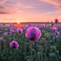 Poppy Field