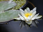 Waterlily