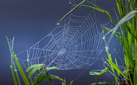 Spiderweb in Grass - Latvia, nature, macro, grass, dewdrops, spiderweb