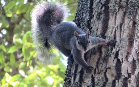 Squirrel - animal, rodent, squirrel, tree