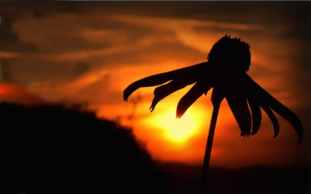 It's A New Dawn - Field, Hillside, Yellow, Silhouette, Leaves, Beautiful, Clouds, Orange, Sunrise, Dark, Grass, Bud, Bright, Flower, Sky