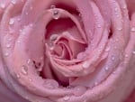 Drops on a rose