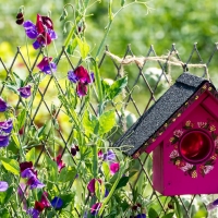 Bird house in Garden