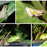 FROG COLLAGE