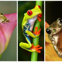 FROG COLLAGE