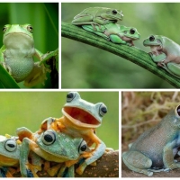 FROG COLLAGE