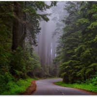 REDWOOD NATIONAL PARK..CALIFORNIA