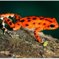 POISON DART FROG