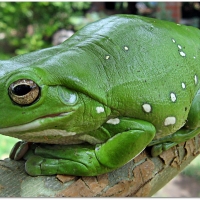 TREE FROG