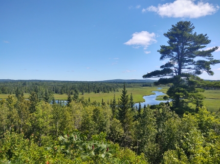 Beautiful Maine day - pine, stream, forest, Beautiful