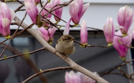 Sparrow in the Dogwood - flowers, bird, branch, beautiful, dogwood, tree, Sparrow