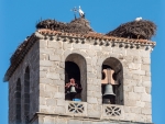 Belltower with Nests