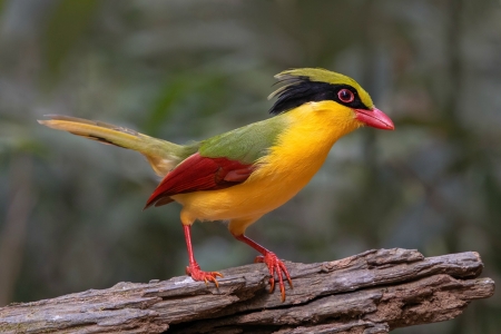 Indochinese Green Magpie - magpie, colorful, birt, animals