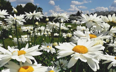 Daisies - Latvia, white, flowers, daisies