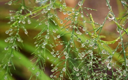Drops on Plants - drops, Latvia, plants, water