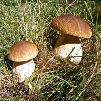 Mushrooms