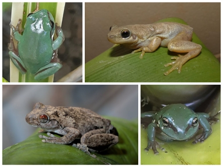 FROG COLLAGE