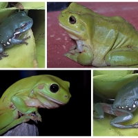 FROG COLLAGE