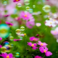 Flowers and Bubbles