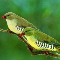 Green Finches