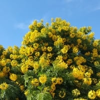 Mimosa Tree