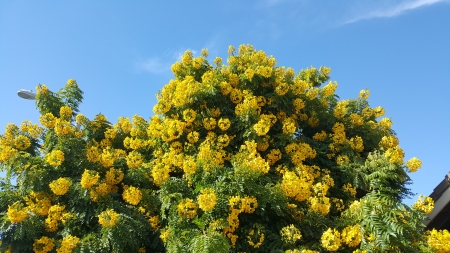 Mimosa Tree - clouds, green, mimosa, sky, tree, yellow