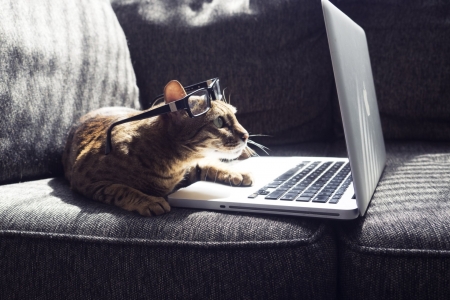 Now Where Did I Put Those Eyeglasses? - glow, looking serious, Cat, screen, couch, computer, eyeglasses, light