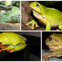 FROG COLLAGE