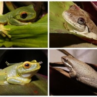 FROG COLLAGE