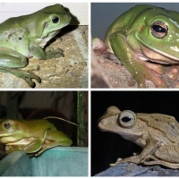 FROG COLLAGE