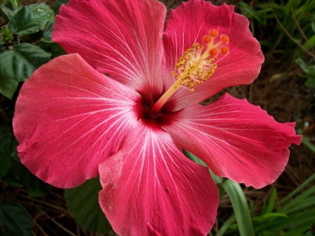 Hibiscus