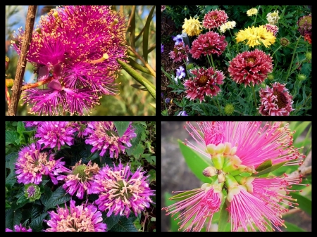 FLOWER COLLAGE