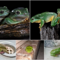 FROG COLLAGE