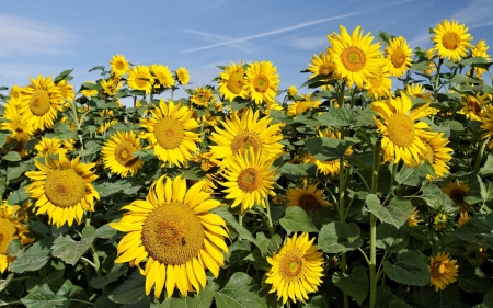 Sunflowers - flowers, sunflowers, yellow, nature