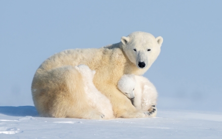 Polar Bear Family - cubs, mother, polar, bears