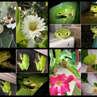 FROG COLLAGE