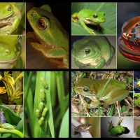 FROG COLLAGE