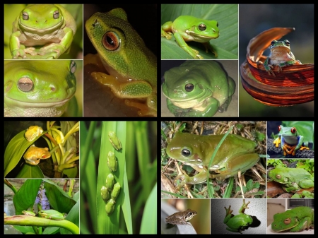 FROG COLLAGE - IMAGE, NATURE, COLLAGE, FROG