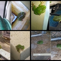 FROG COLLAGE